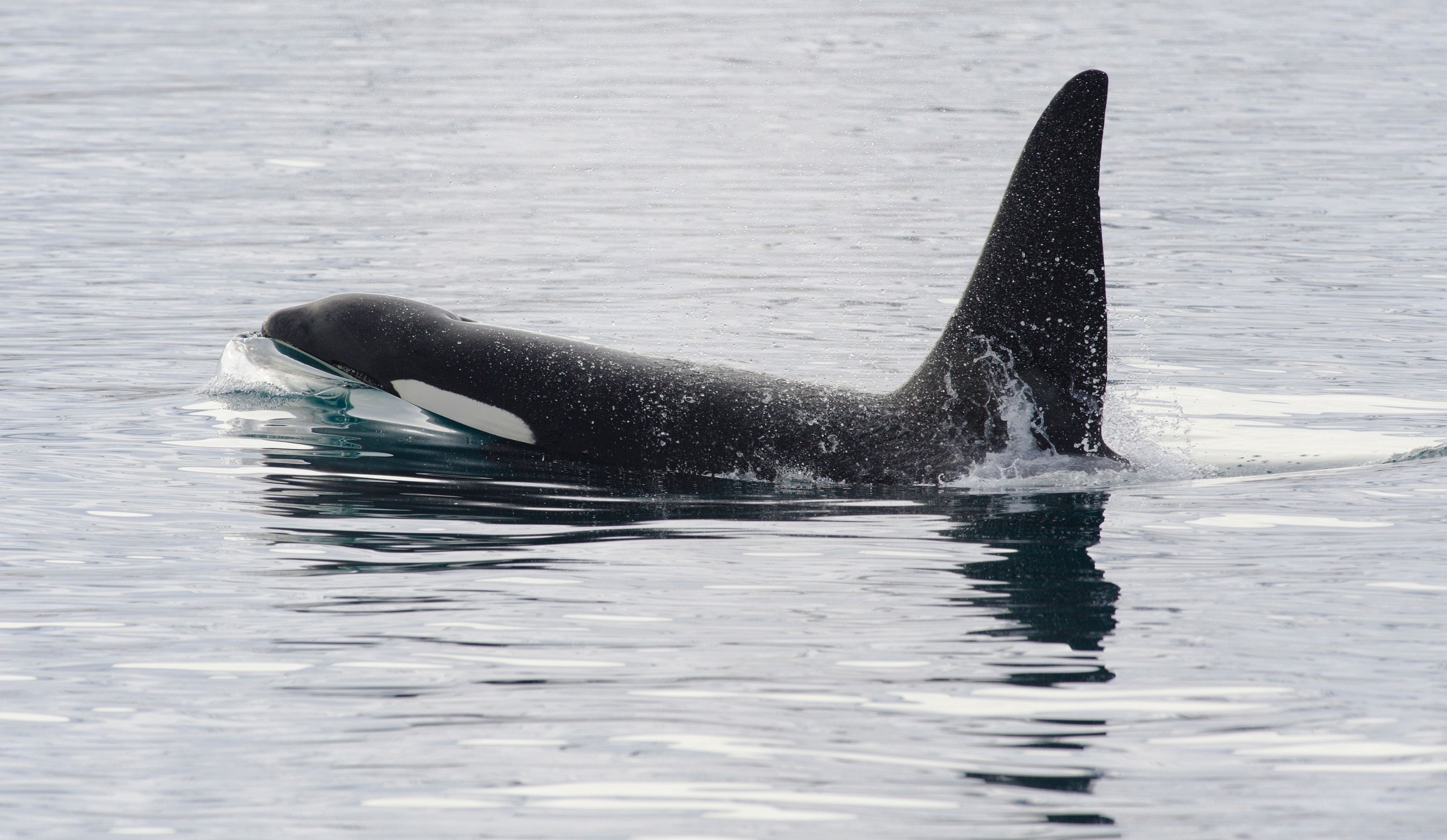 Orca experience iceland.jpg