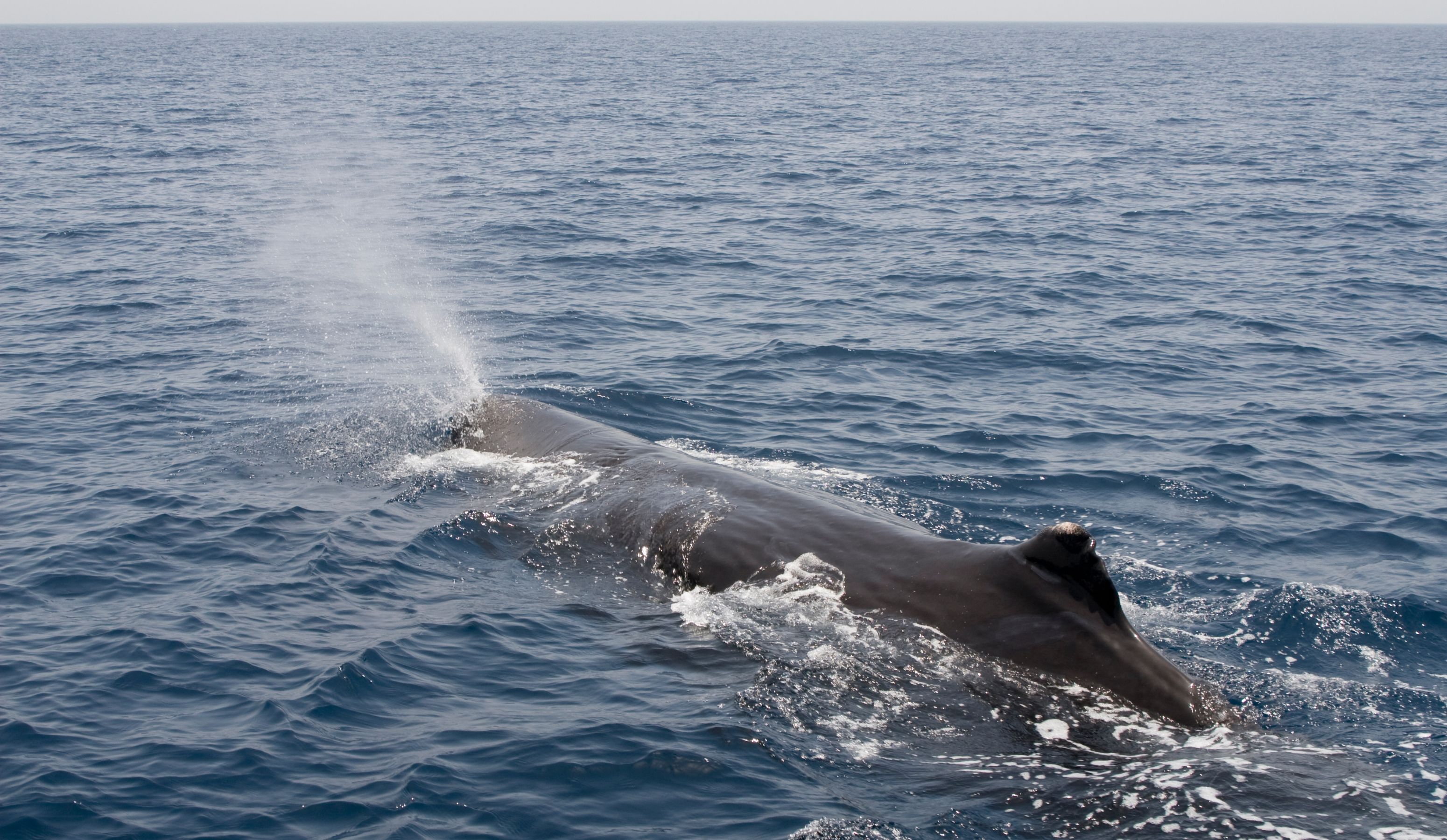 Sperm whale experience iceland.jpg