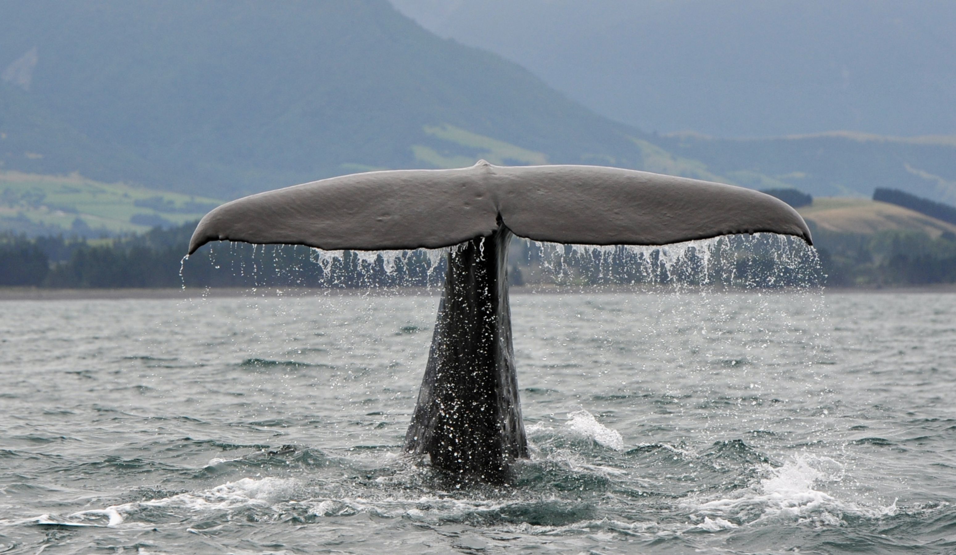 Sperm whale experience iceland tail.jpg