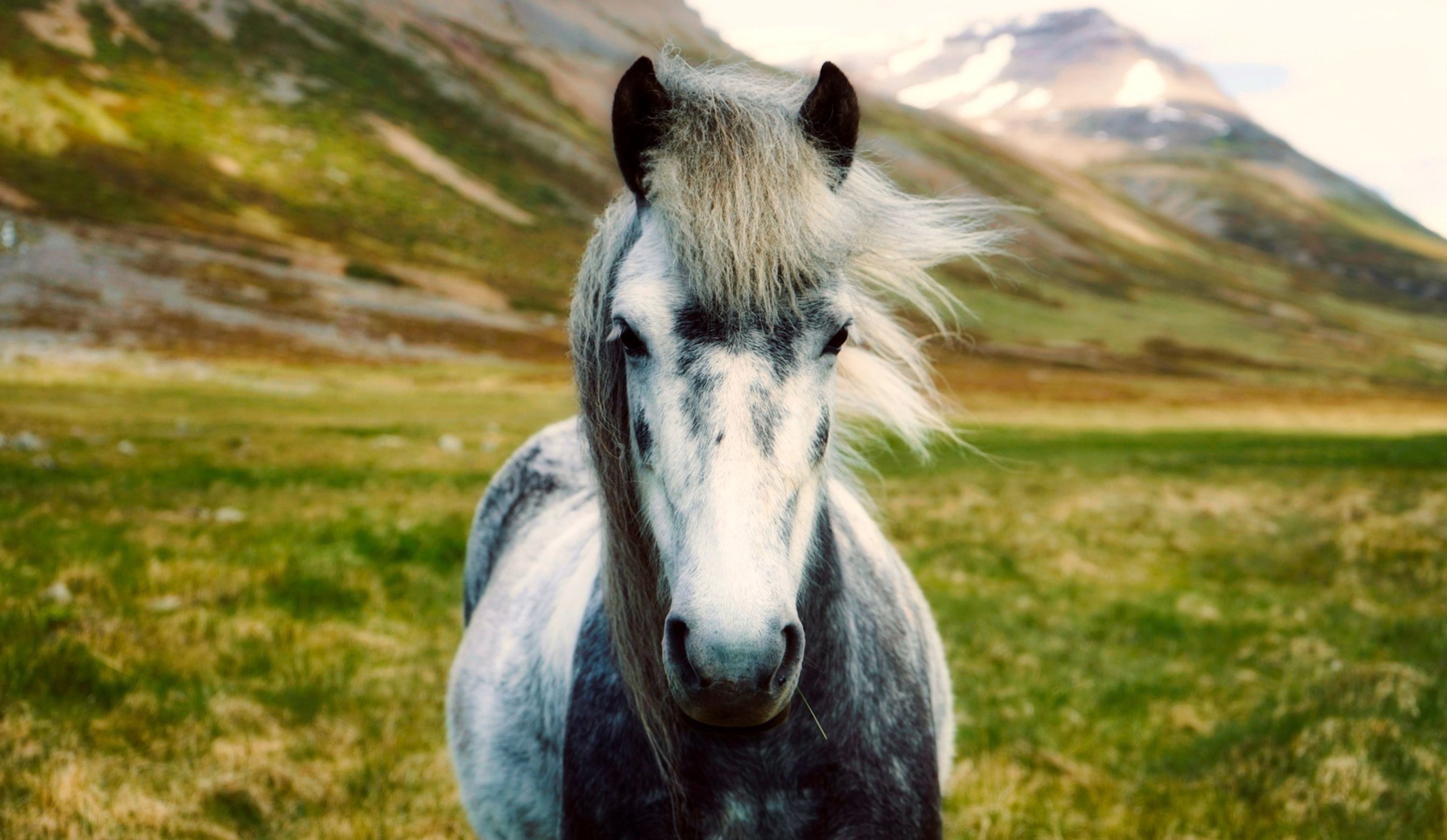 icelandic horse.jpg