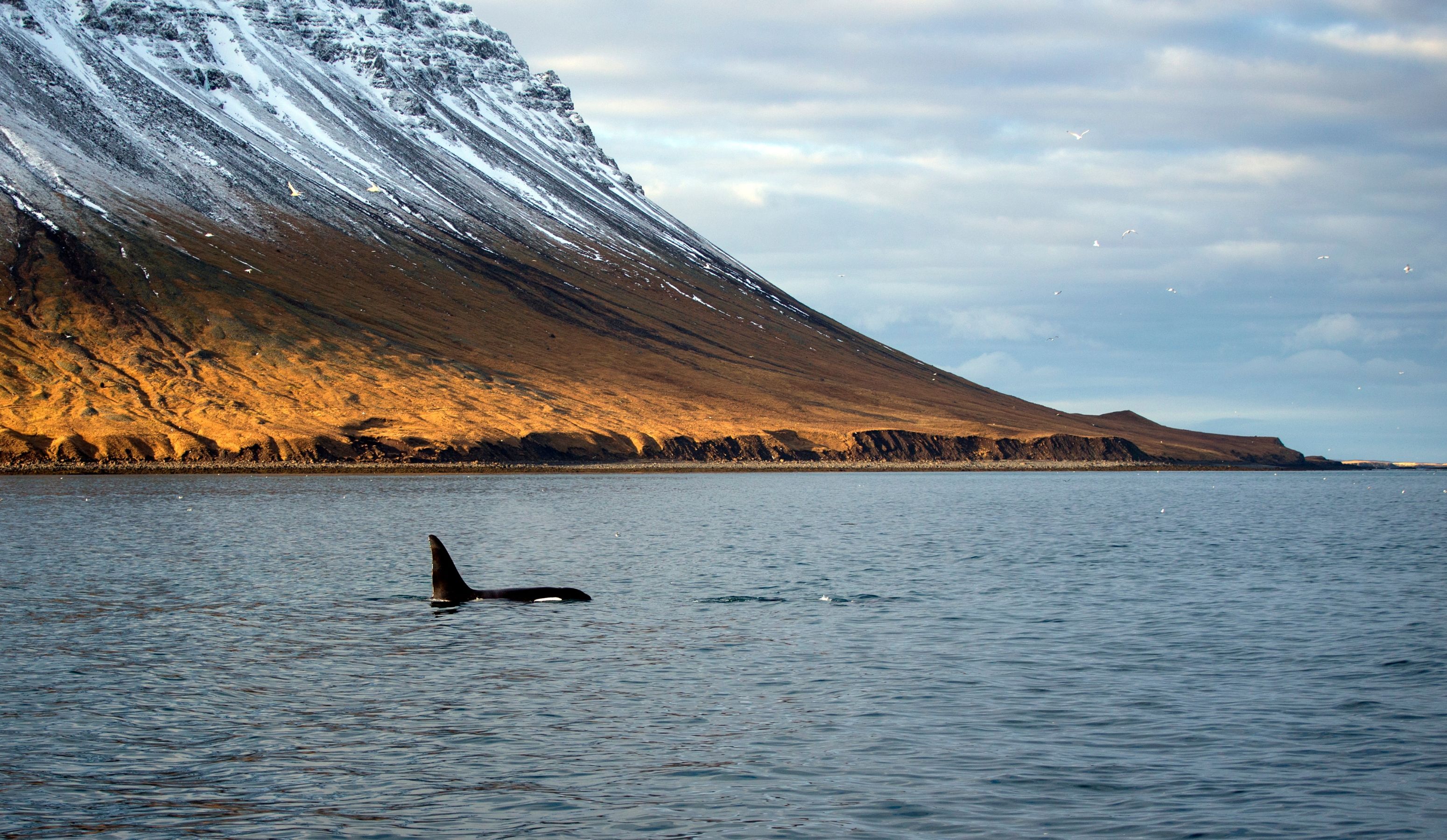 ólafsvík Orcas whale watching Iceland.jpg